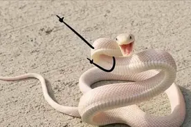 印度醉汉与毒蛇互咬，你一口我一口，一脸血肉模糊还拒绝去医院！图片