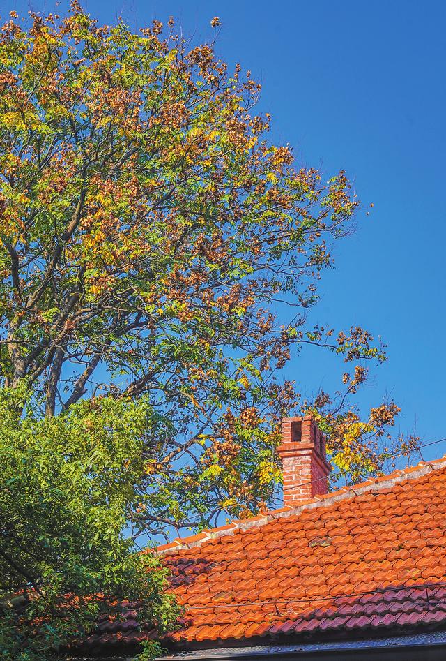 图说岳阳丨初冬已至秋未央 一城金色半城诗