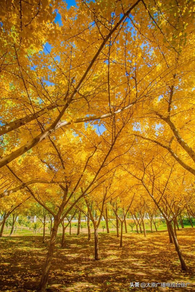 寻迹尖草坪丨初冬限定！这6处绝美风景，再不去真的要等一年！