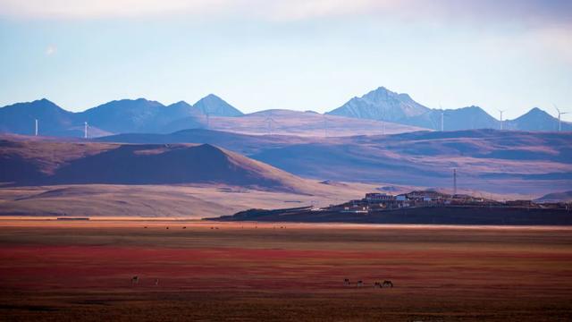 【辉煌60年·新时代西藏答卷】哲古草原:与藏野驴的秋日私语