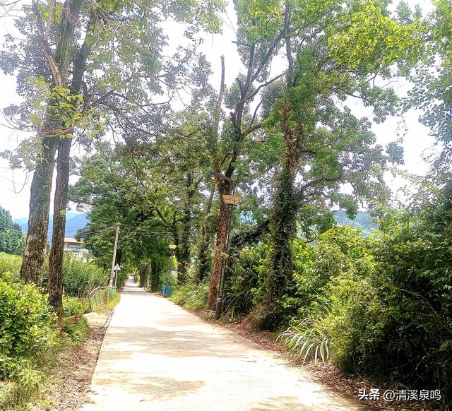 最美乡道的诗意叠影——九峰镇横坑村最美乡村公路之旅