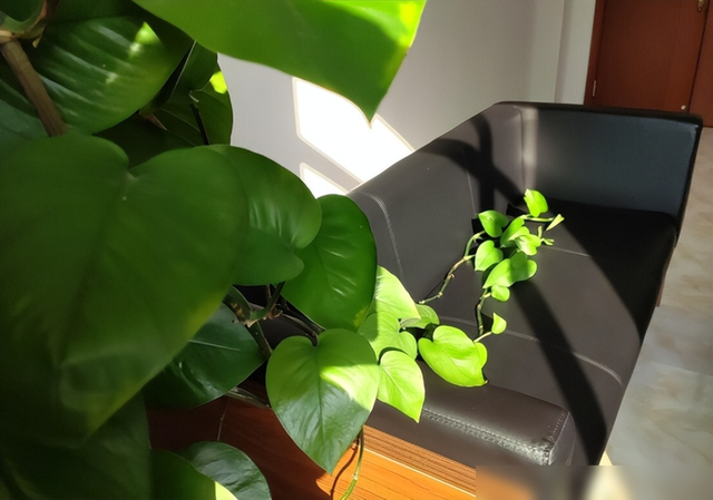原来绿萝真的不能养在家里，不是迷信，快去告诉家里人
