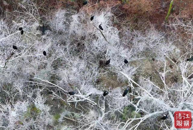 仙海湖变身“候鸟国际机场”，为飞鸟筑就冬日能量“加油站”