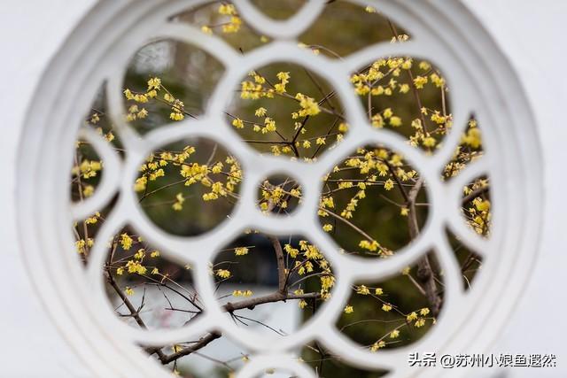 怀念姑苏城春有杏、夏有荷、秋有桂、冬有梅，而非夏冬“无缝接”