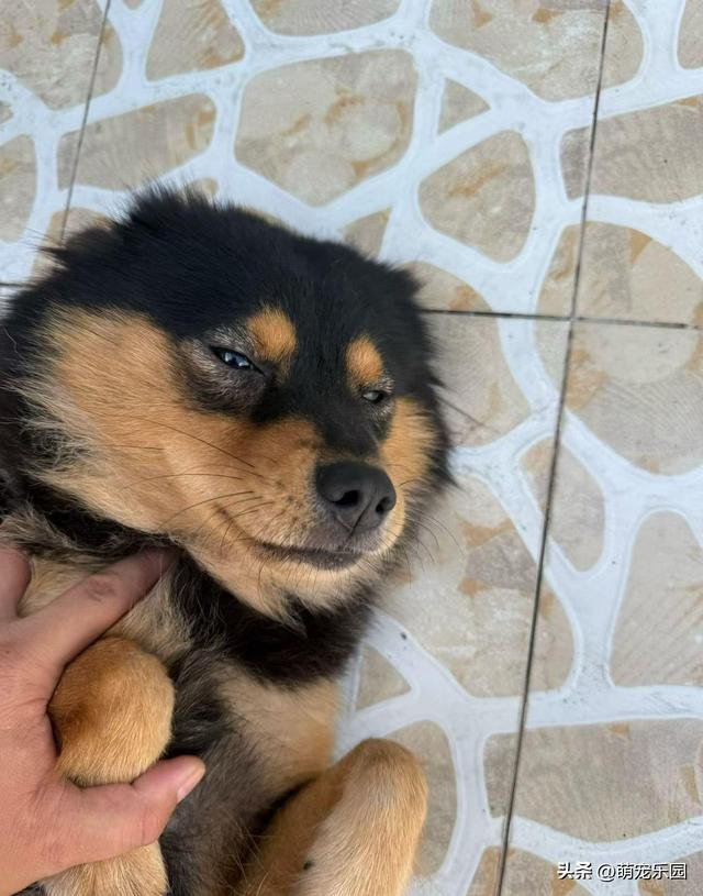 小黑突然离世，重庆偶遇神似玩偶，我带着它仿佛你还在身边