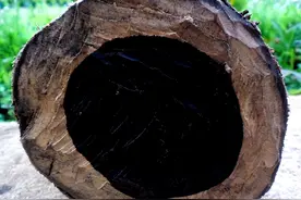 比橡树还硬10倍！揭秘全球8大最坚硬木材，连电锯都切不动！图片