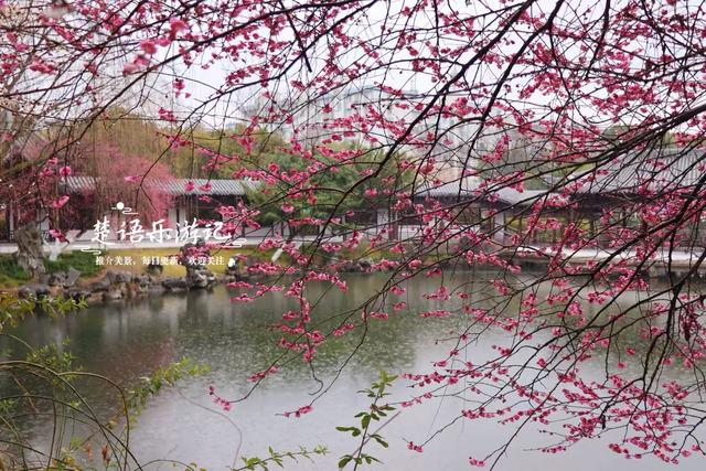 除了月湖公园的梅花，宁波城区这几处赏梅地也很美，交通相当方便