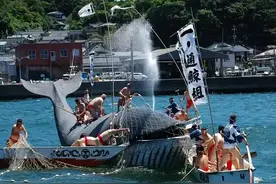 被日本抓到濒危的鱼类，又一个“海豚湾”，蓝鳍金枪鱼价格暴跌？图片