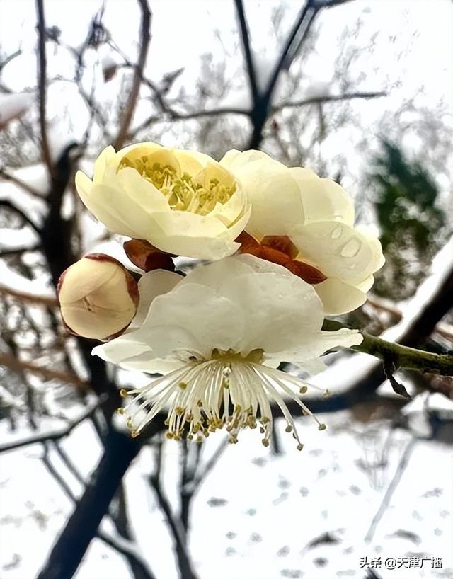 最新 | 天津水上公园公告！