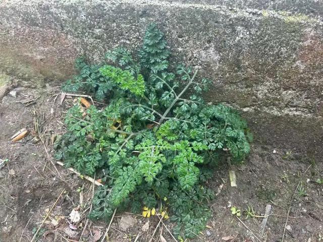 欧洲精英的西班牙浪人计划：圣地亚哥之路