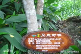 世界上最毒的树——见血封喉图片