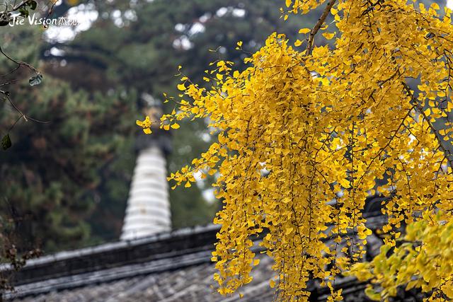 这个秋天，去潭柘寺看1400岁的“银杏帝王” 金黄期仅剩20天！