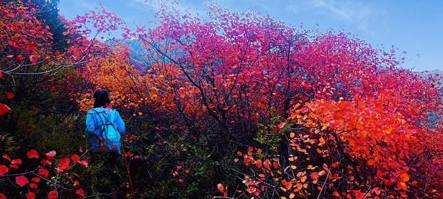 骊山红叶似火 车辆行人如织