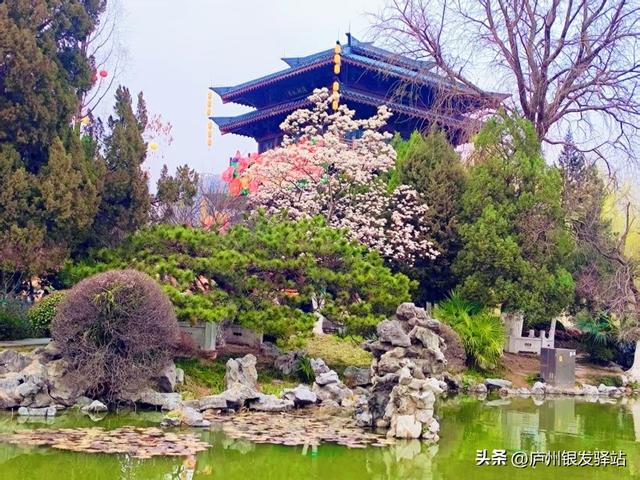 现场实拍！合肥老年人专属赏花地，随手拍都是春日大片！