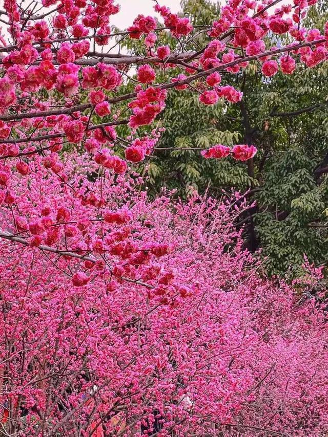 赏花 │ 去贵州农博园开启一场“寻梅之旅”！