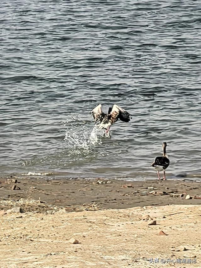 走，去渤海湾看候鸟…