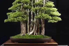 45款世界顶级盆景，真正的艺术品，太美了！图片