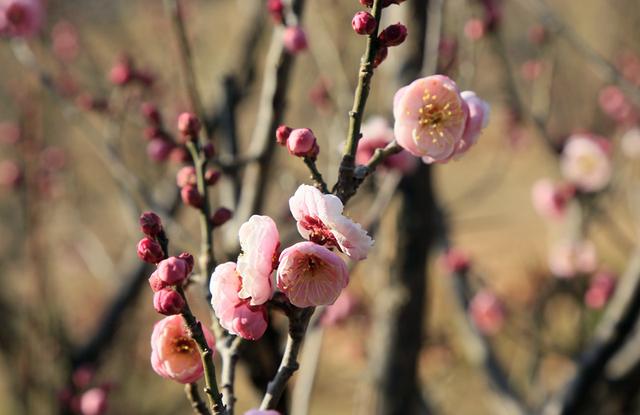梅花绽放花芬芳