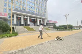 武功公安喊你来晒麦子！公安局门口“变身”晒粮场 守护群众的“粮袋子”图片