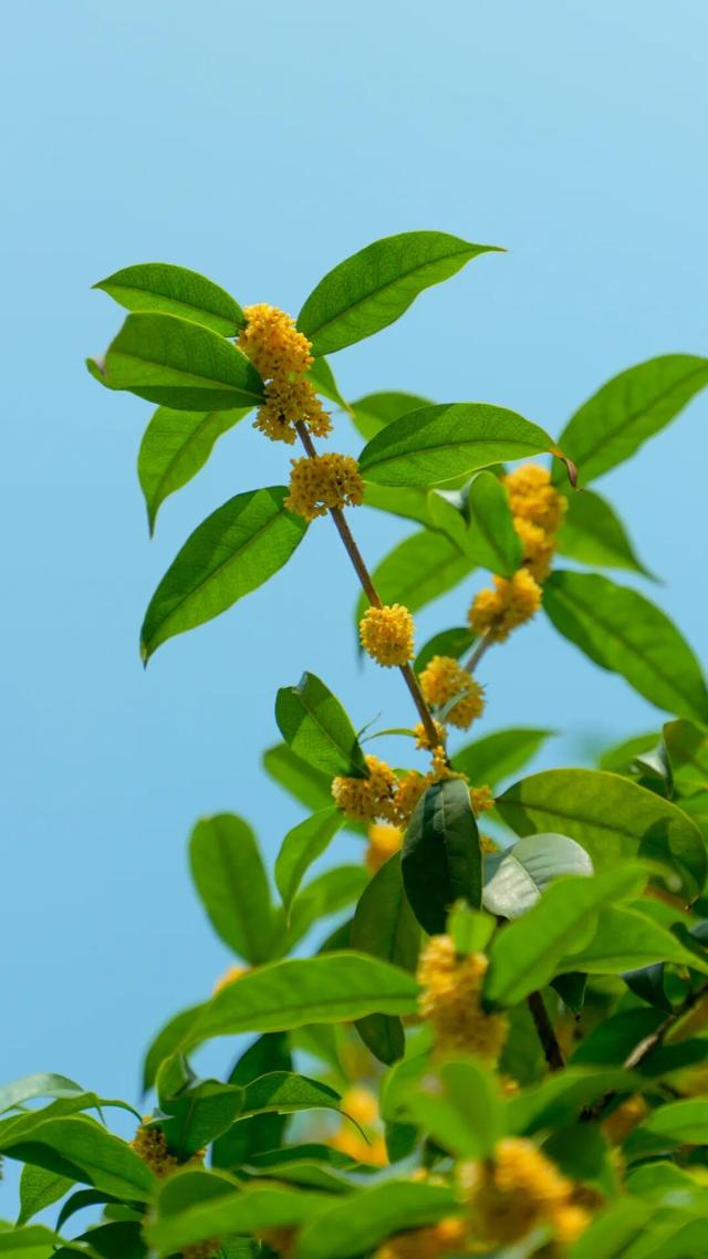 pong香！汉中的桂花怎么全“想开了”→