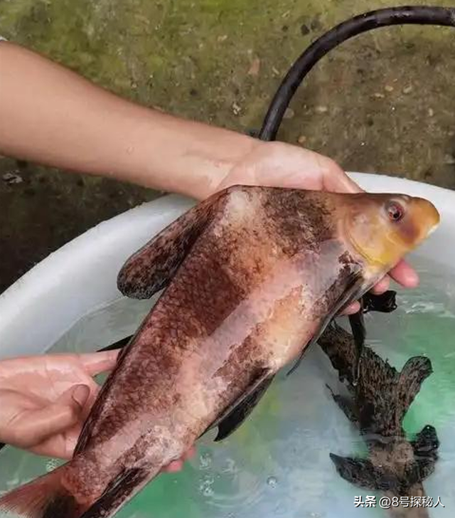 2006年长江惊现“美人鱼”，重庆渔民误捕一条，专家：出水必死