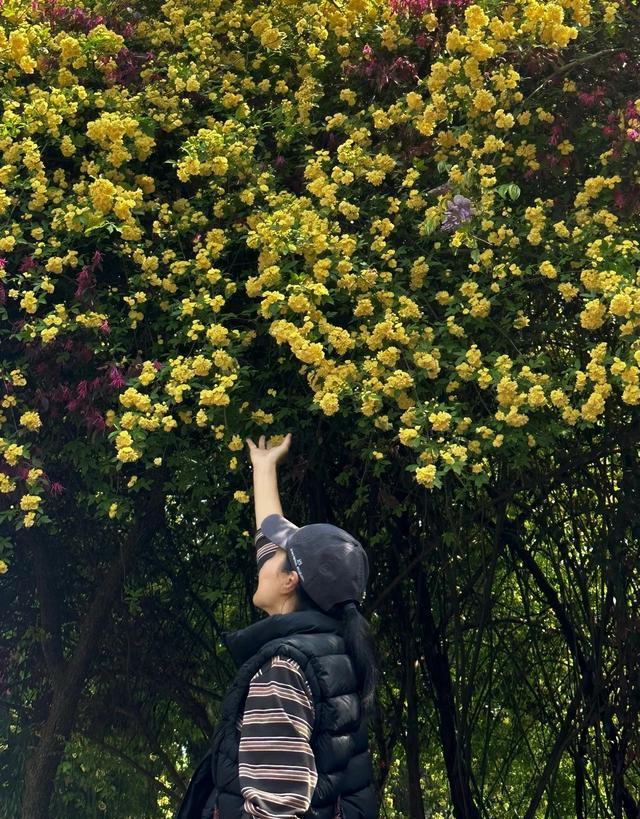 南京城内最大规模木香花开了，不要门票，香飘四溢，地铁公交直达