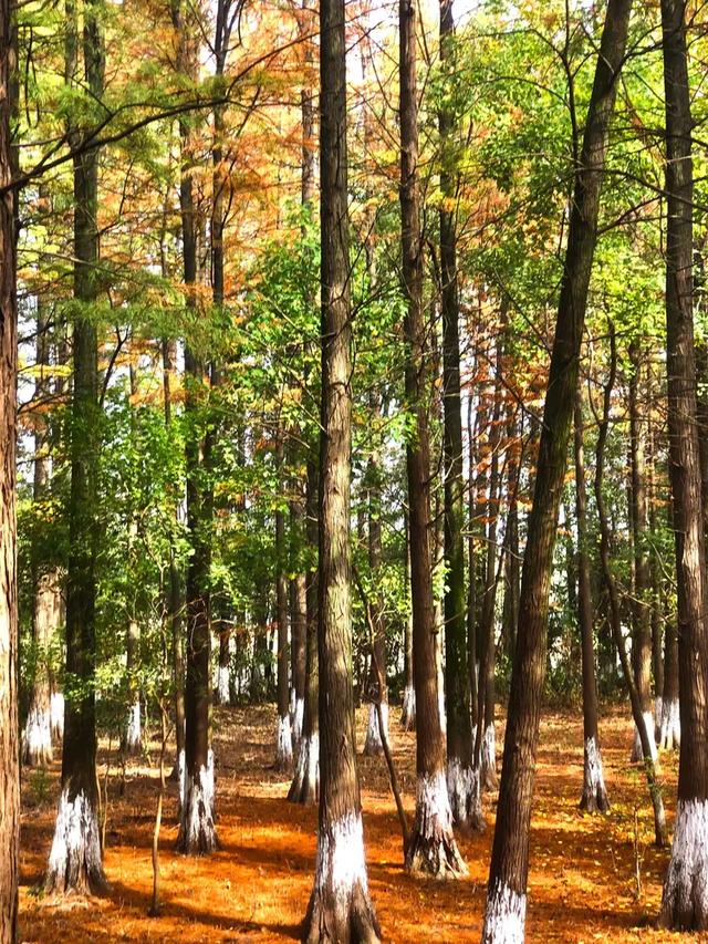 秋色斑斓美如画