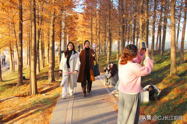 河南淮滨：湖畔杉红，游人来