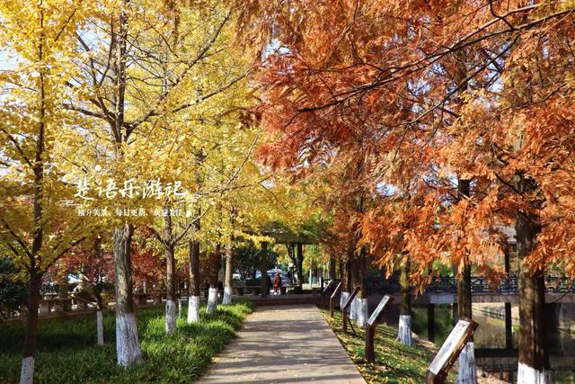 宁波慈溪的宝藏型公园，银杏水杉与红枫共绘秋日大片，比油画还美