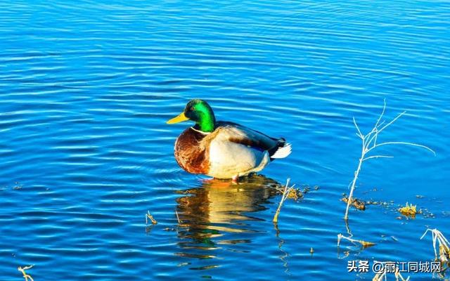 来丽江拉市海，赴一场万鸟齐飞的冬日浪漫