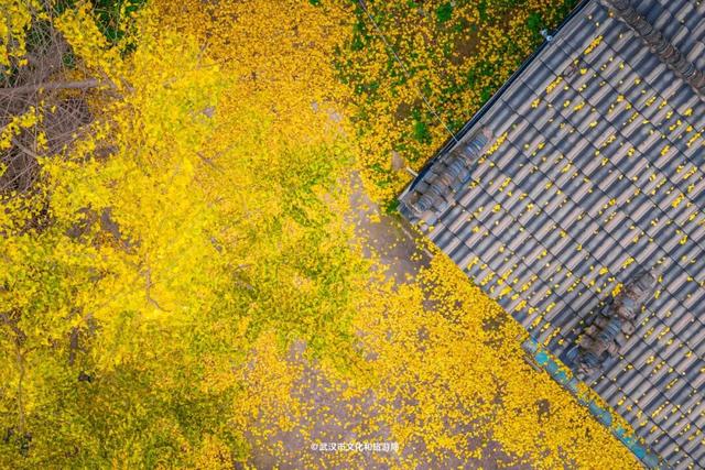 红了！武汉5000余亩红叶树，集体变色