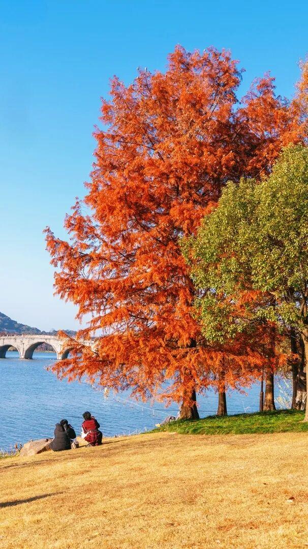 当水杉红遇上元旦红，这个假期来湘湖点亮新年希望~
