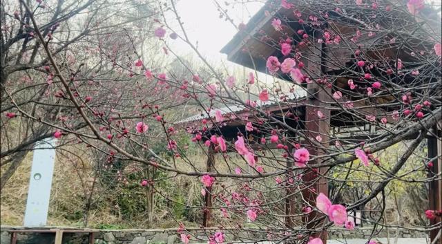 开了！开了！不少湖北人意外：今年这么早！