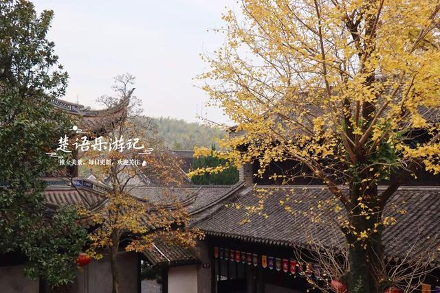 浙江宁波这座山巅古寺的银杏火了，红枫与水杉林也很美，堪比油画