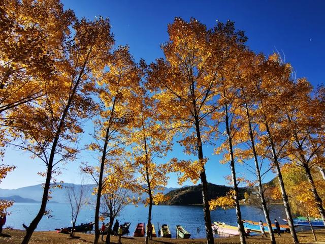 一年中最后一场华丽的秋色，鹤庆泸沽湖休闲5天游！11月底出发