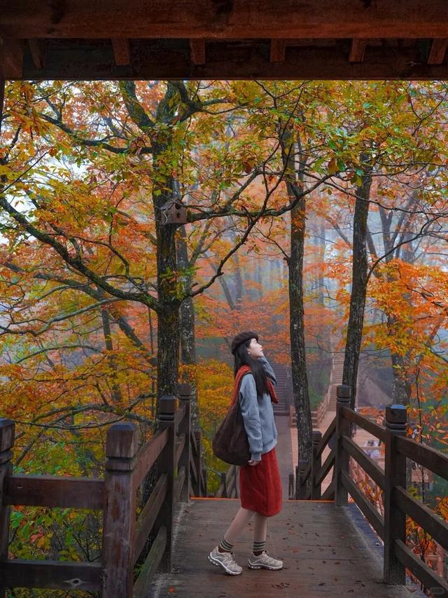 追了光雾山的红叶，这个秋天没白过！