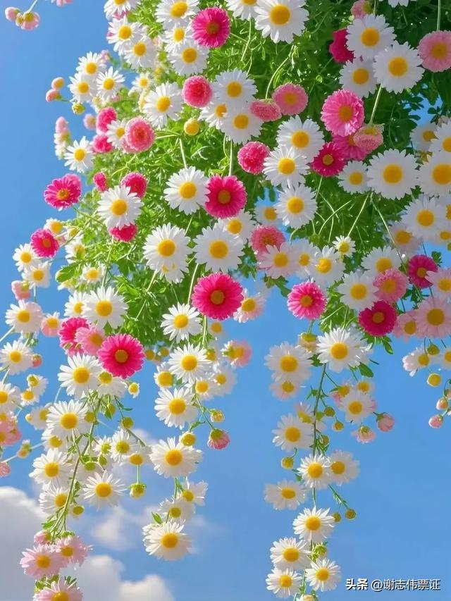 十一月第五期（四天）点评