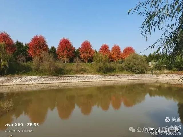 丹枫映秋,枫彩满楼|申艳娟