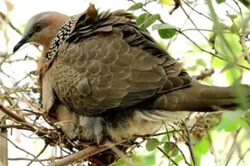 斑鸠不会筑巢？随处可见的斑鸠，为何说吃它的肉危害会很大？图片