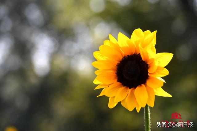 【一城花信·立秋】八月沈阳 花海藏不住