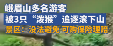 峨眉山泼猴又上热搜！多名游客遭追逐滚下山，景区回应：无法避免