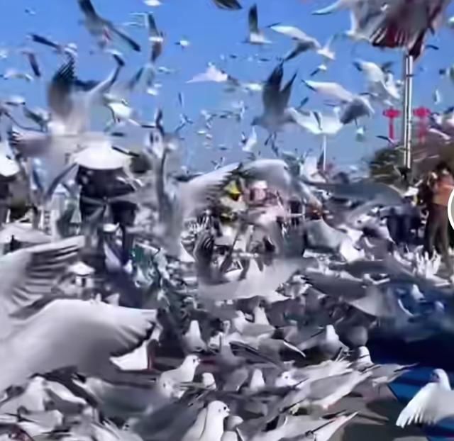 每年秋天，昆明滇池被红嘴鸥“占领”，场面绝了！