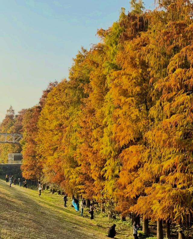 秋冬限定浪漫！接下来佛山6大落羽杉打卡地赶紧收藏！