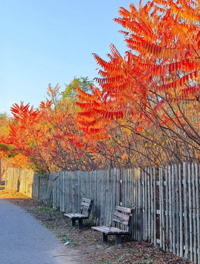 美翻了！丰台这些“秋季限定”进入倒计时→