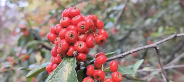 红满枝头!凤鸣公园火棘果红,你来与不来美就在那里!