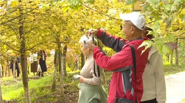 200亩枫海，11月初红艳上线！快来这里赏 “秋日大片”~