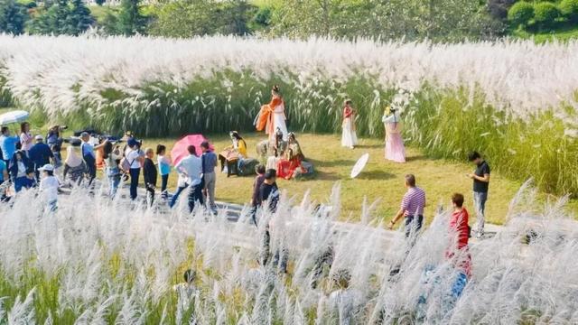 芦荻花开，伊人自来！天汉湿地公园第二届芦苇季即将开始→