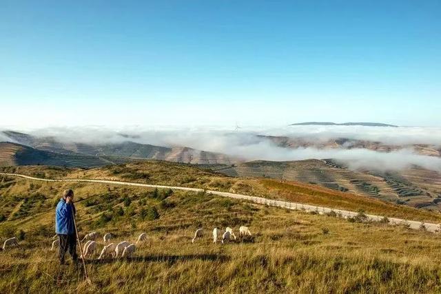 洋芋开花赛牡丹