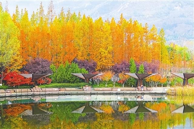 杉色醉人！青岛世博园水杉林迎来最佳观赏期