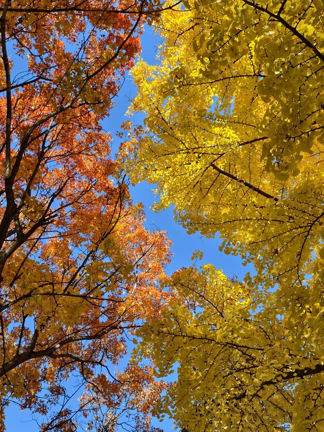 北京的秋是七彩的